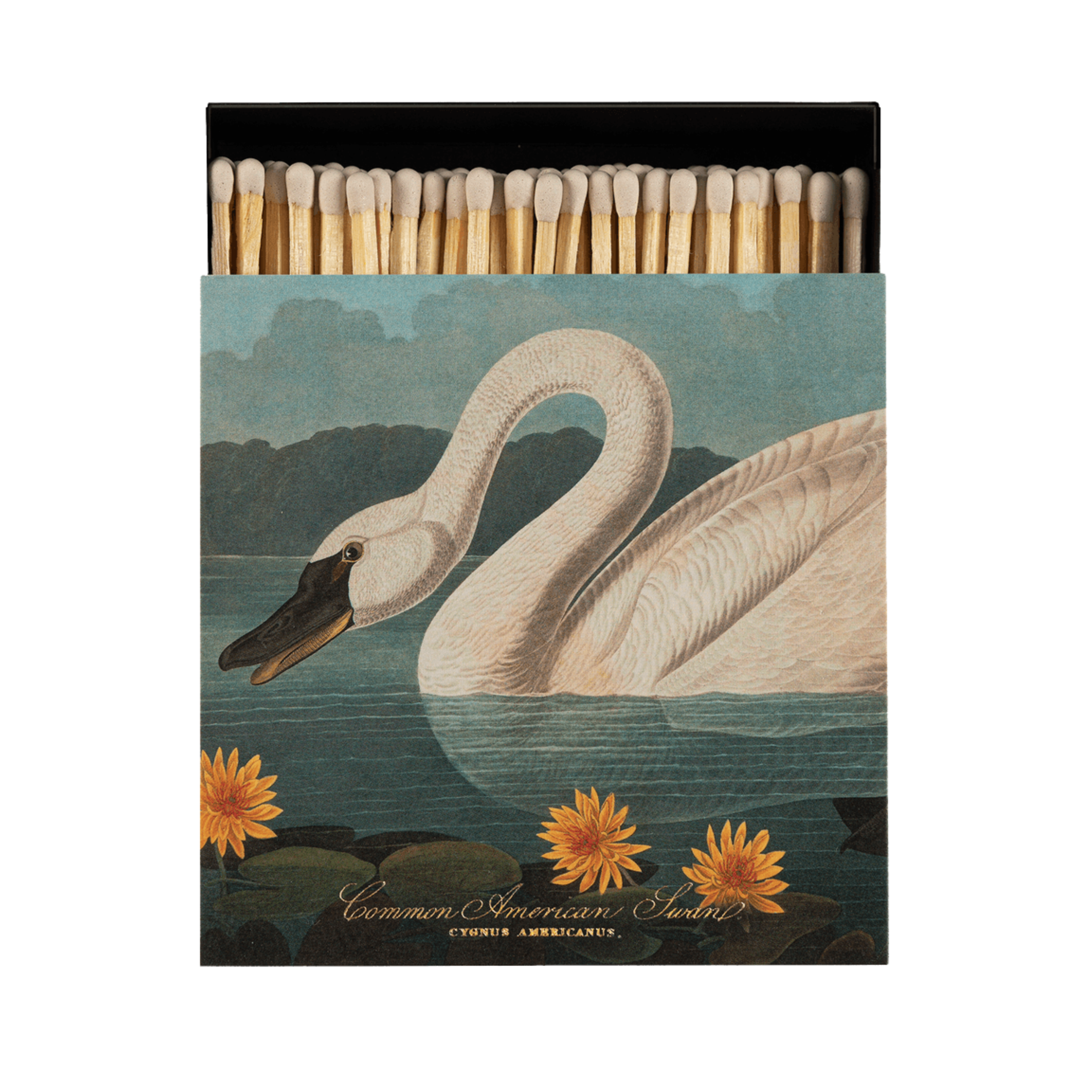 Common American Swan Matches