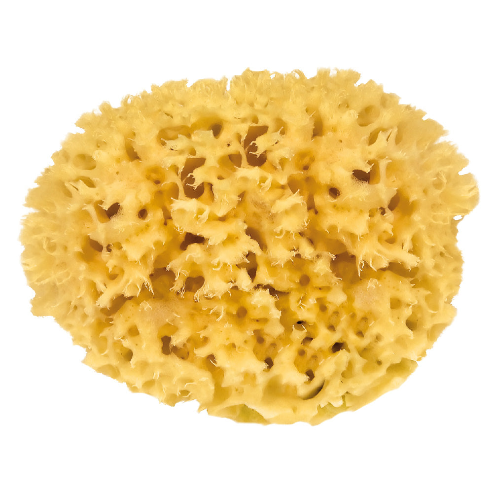 Natural sponge 12cm-21cm - Croll & Denecke