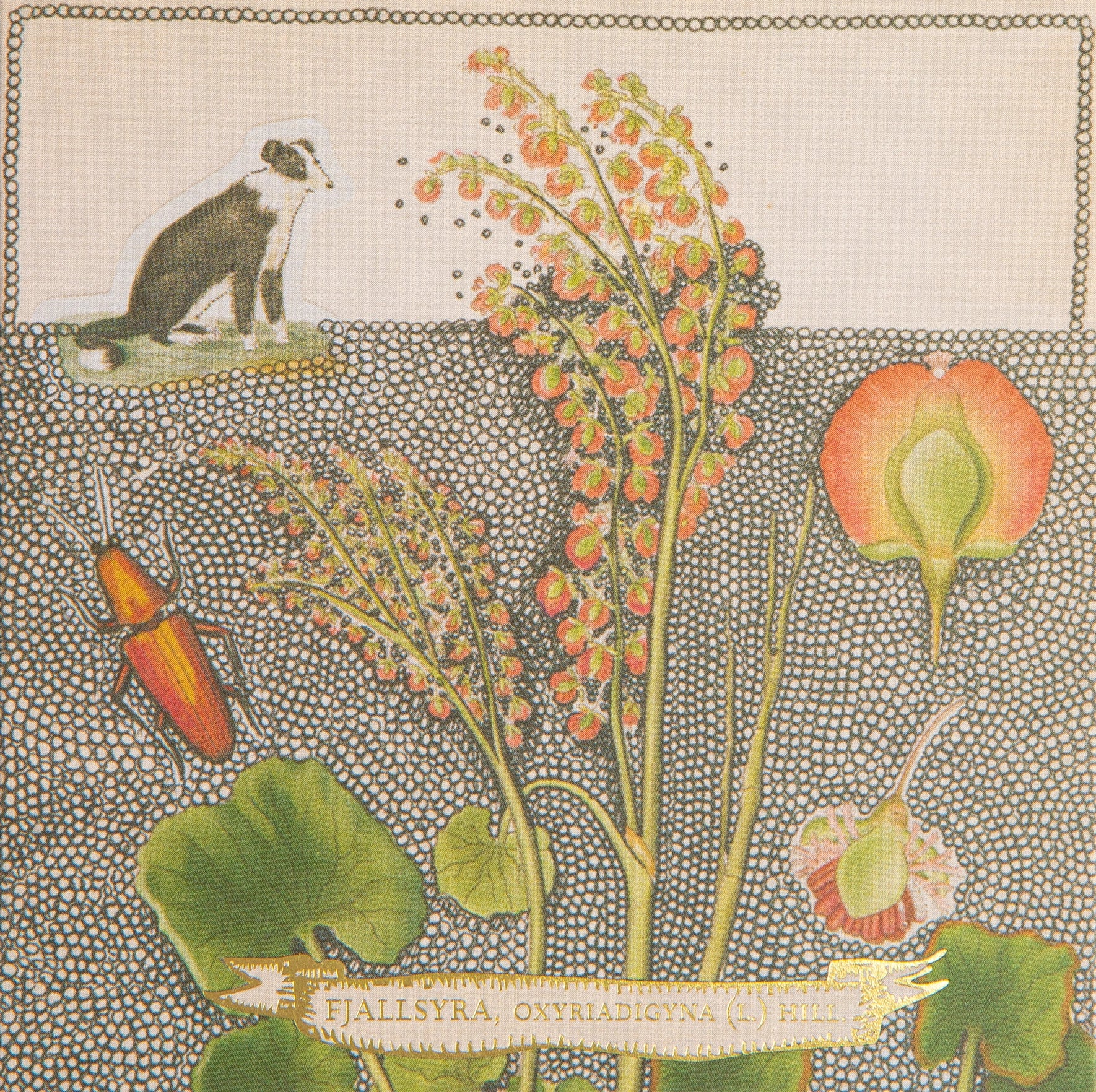 Chien Botonical Drawing Matches