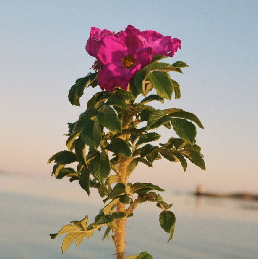 Handcreme "No. 329 Beach Rose" von L:A Bruket