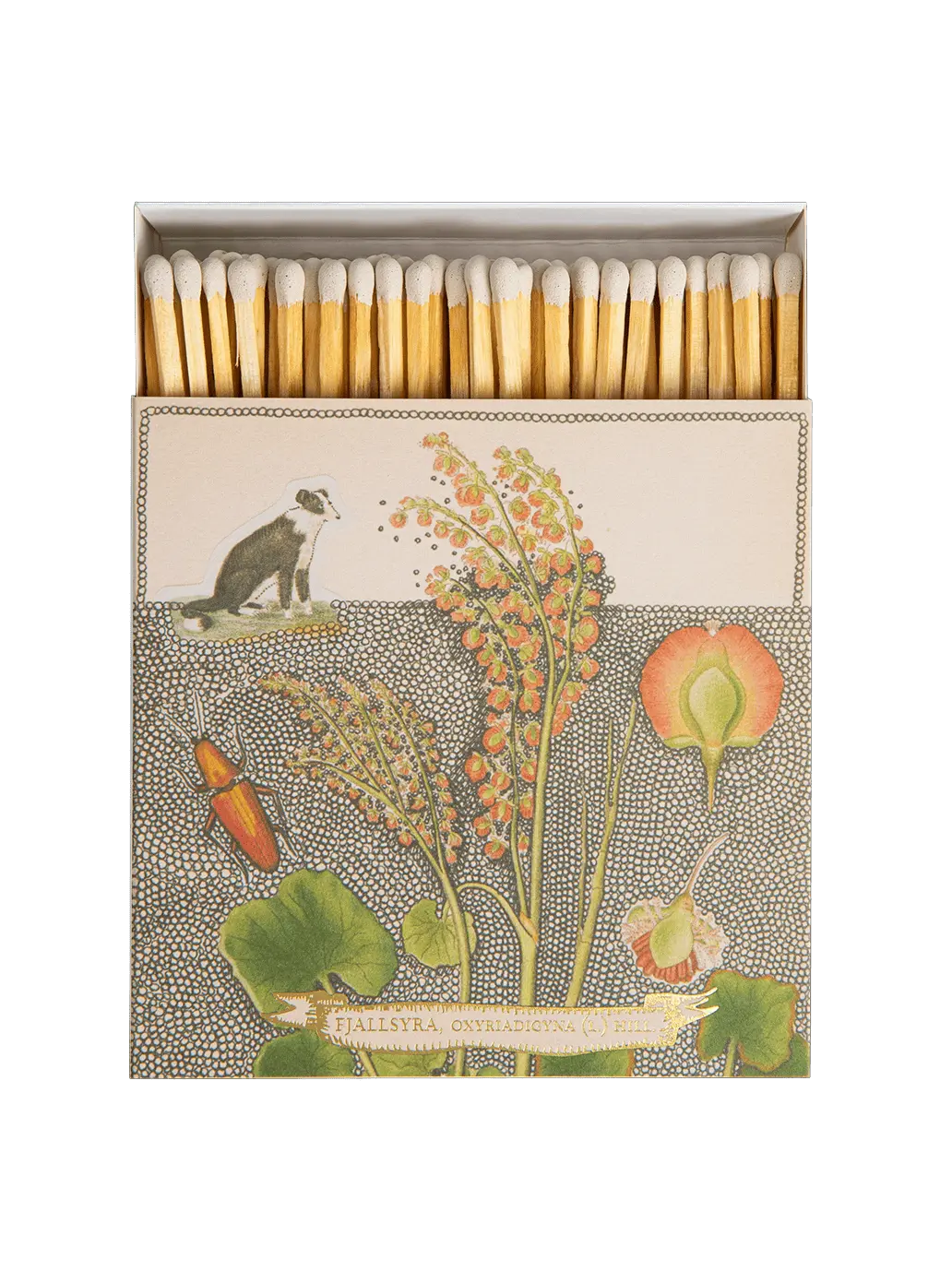 Chien Botonical Drawing Matches
