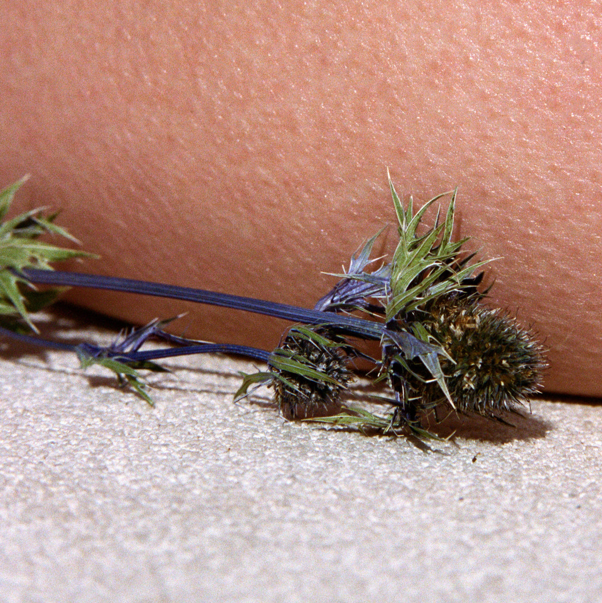 Sea Salt Scrub "No. 063 Sage/Rosemary/Lavender" von L:A Bruket